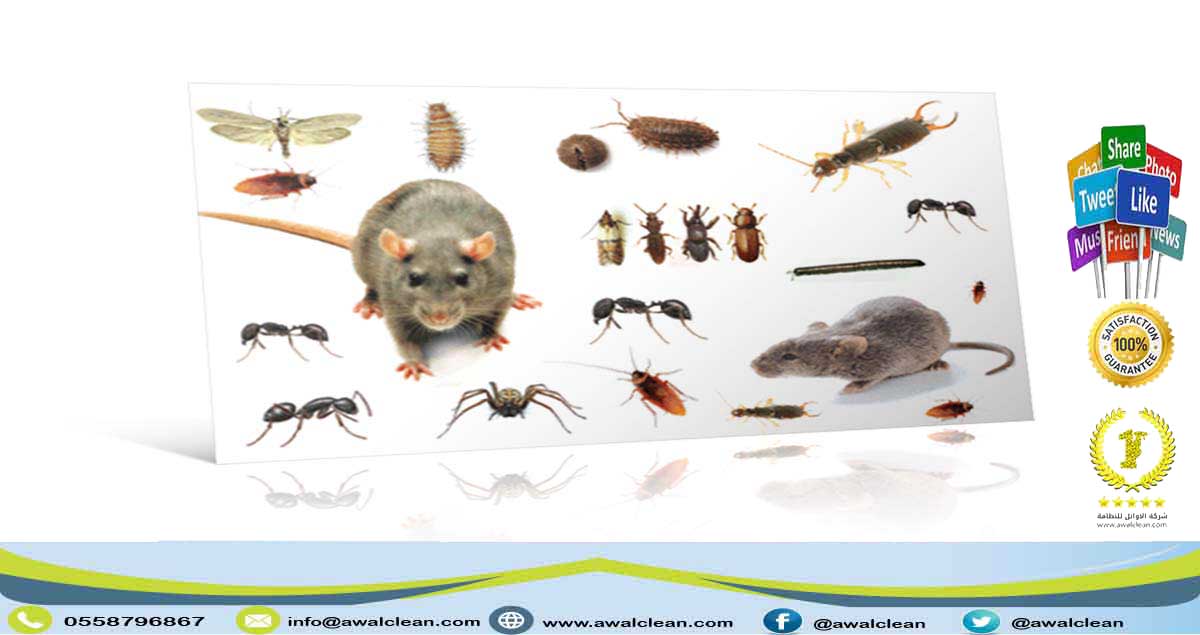 صورة لمجموعة من الحشرات