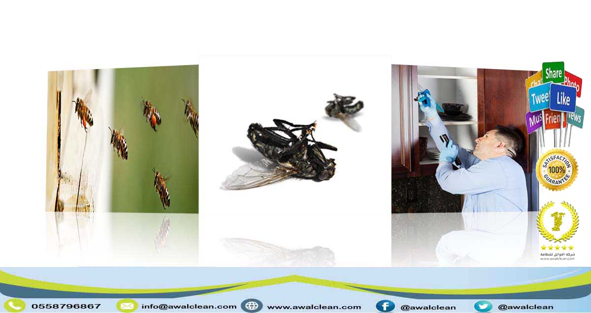 مكافحة حشرات في دبي